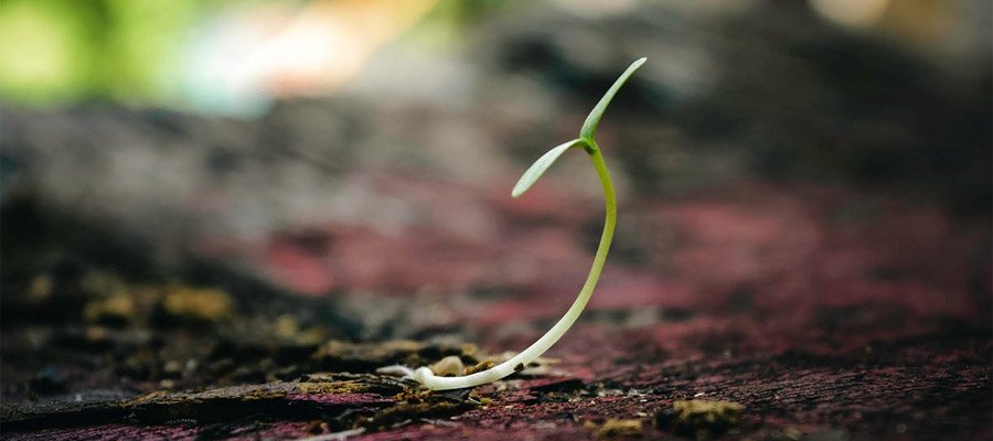 Growth Hacking (Bild: Pexels)