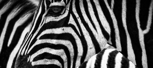 Zebra StartUp (Bild: Pixabay)